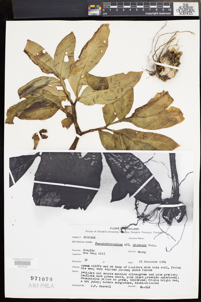 Amorphophallus lacourii photo 2