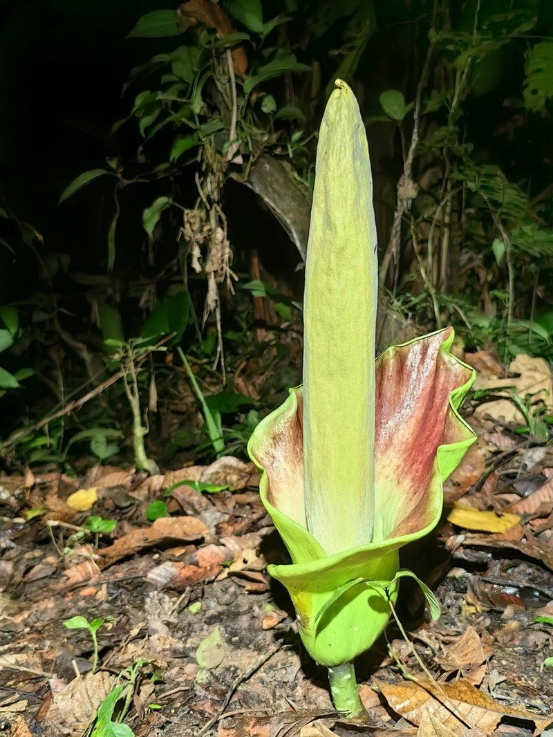 Amorphophallus lambii