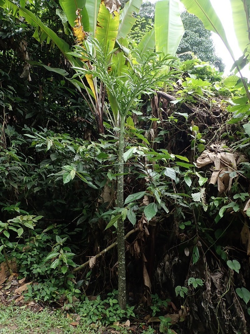 Amorphophallus lambii photo 2