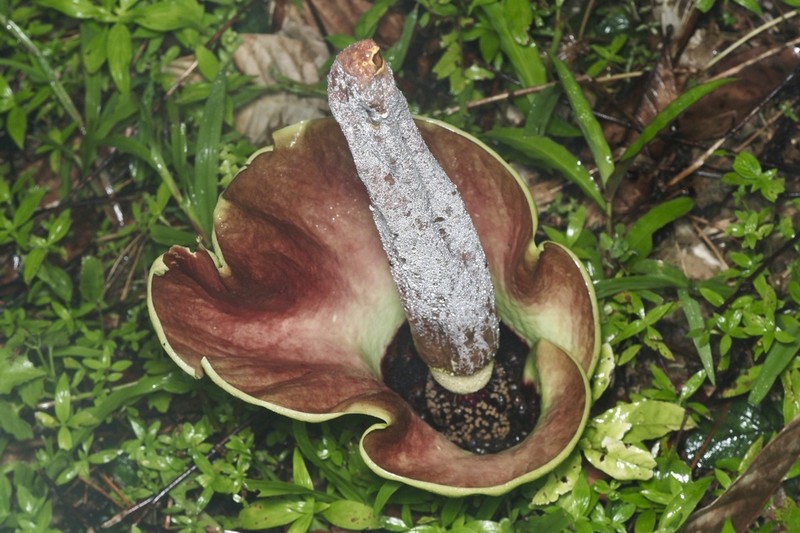 Amorphophallus lambii photo 3