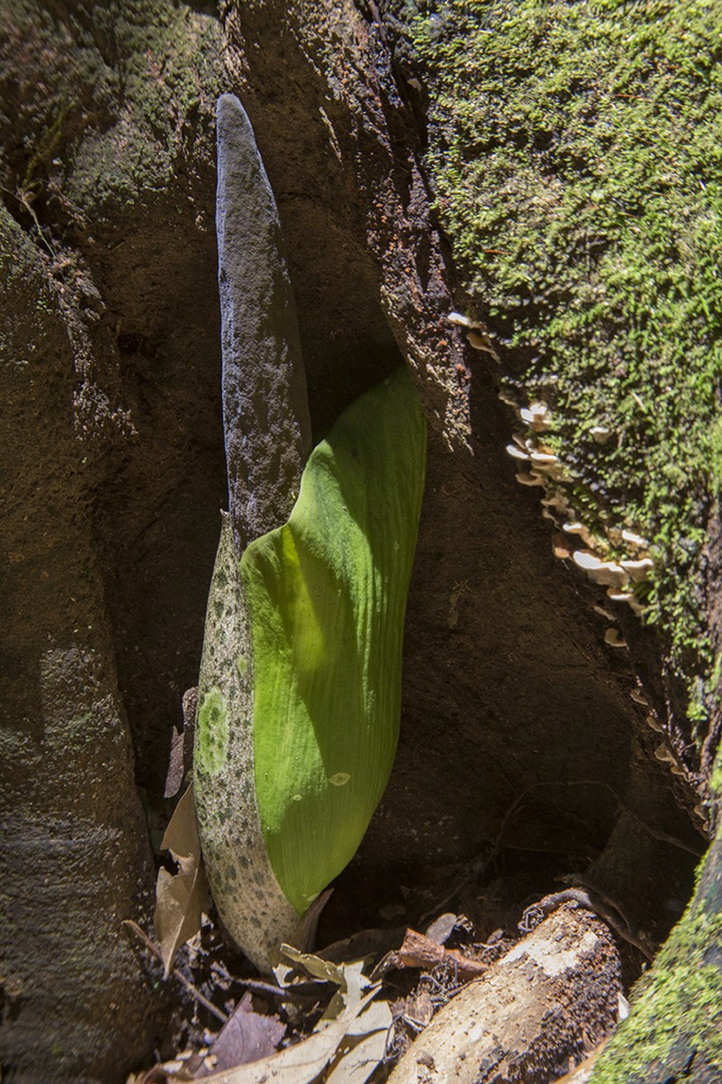 Amorphophallus lambii photo 4
