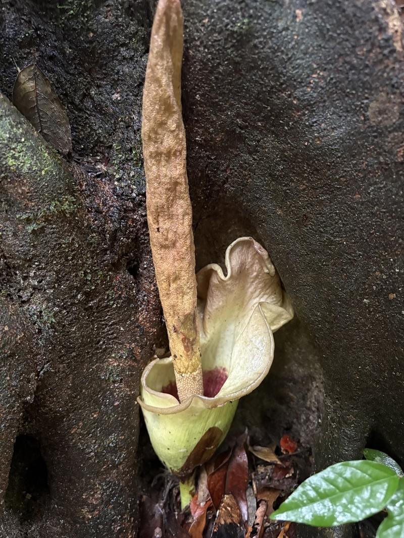 Amorphophallus lambii photo 5