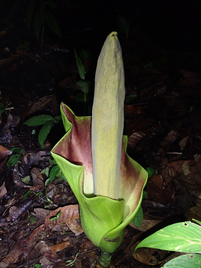 Amorphophallus lambii photo 6
