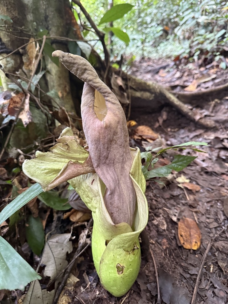 Amorphophallus lambii photo 7
