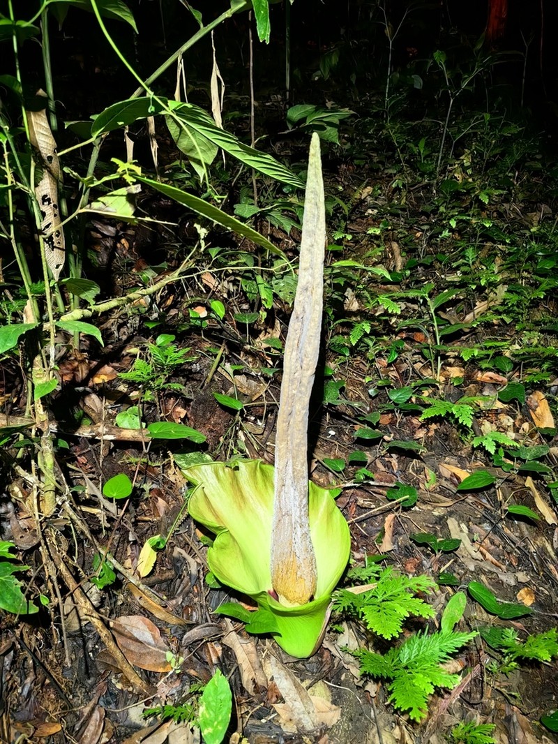 Amorphophallus lambii photo 8