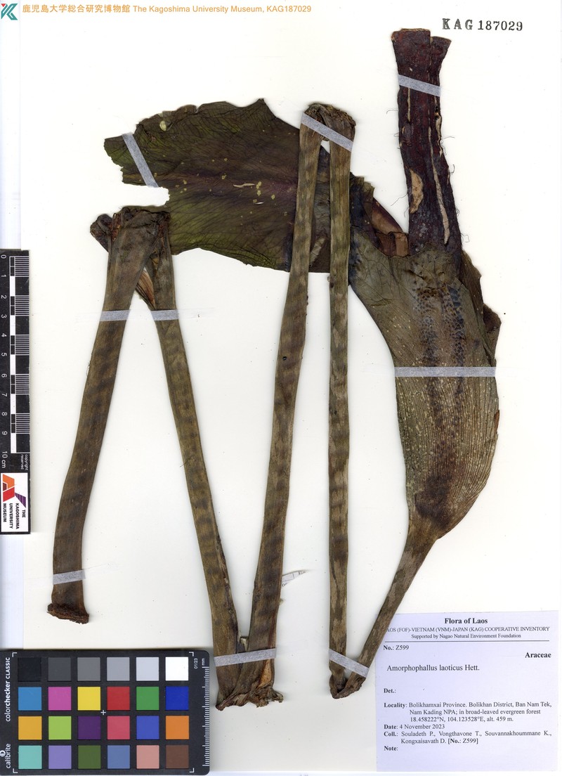 Amorphophallus laoticus
