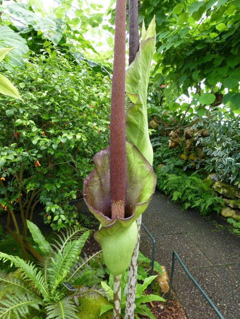 Amorphophallus laoticus photo 2