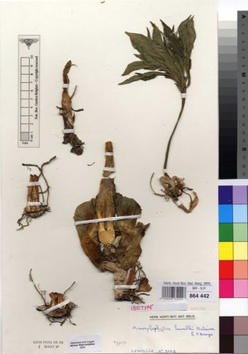 Amorphophallus lewallei photo 2