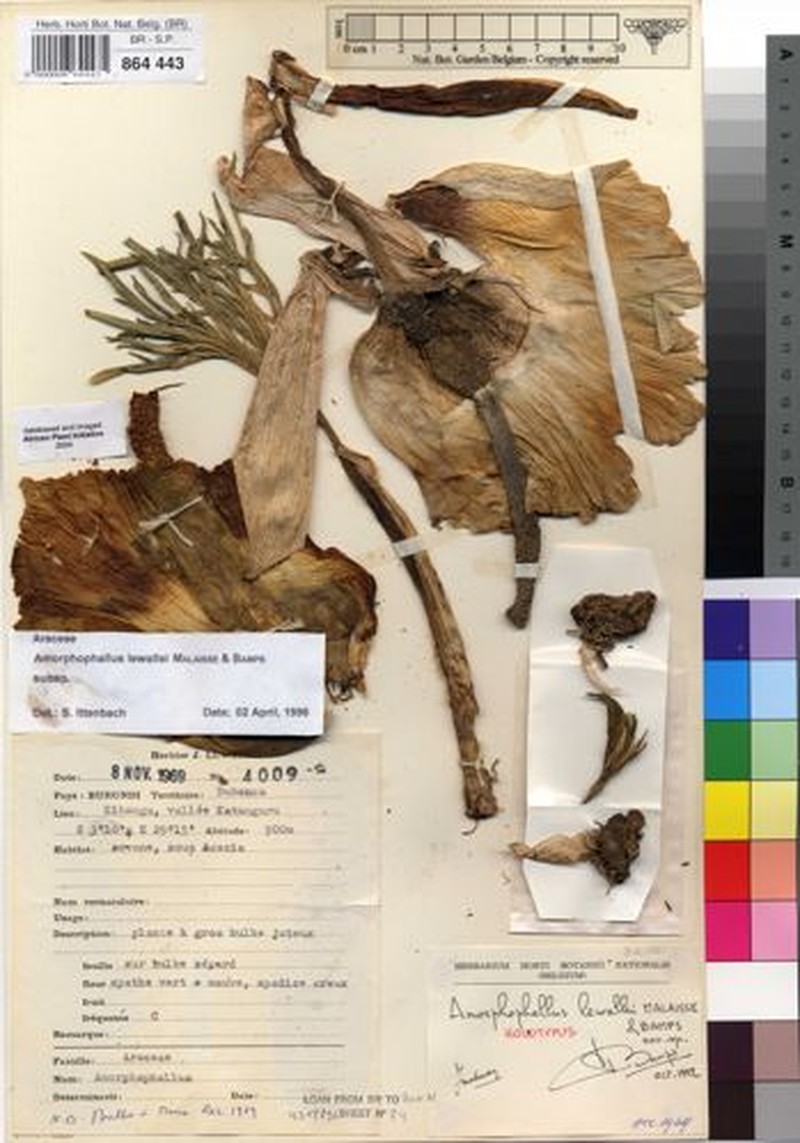 Amorphophallus lewallei photo 3