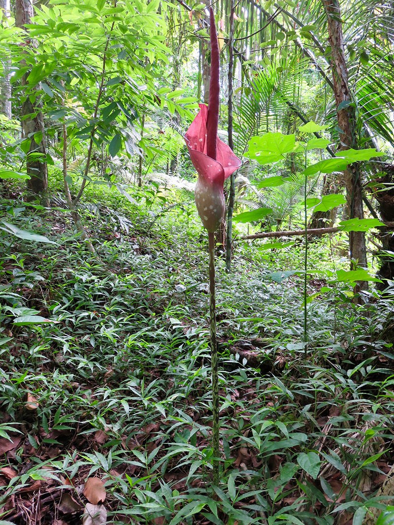 Amorphophallus longispathaceus