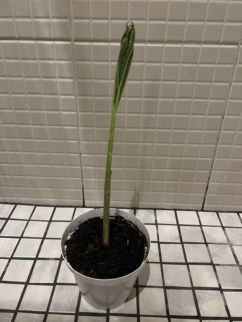 Amorphophallus longispathaceus photo 2