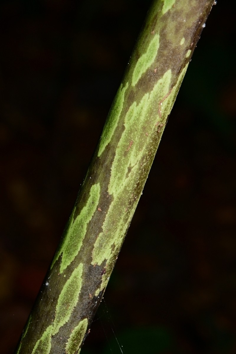 Amorphophallus longispathaceus photo 3