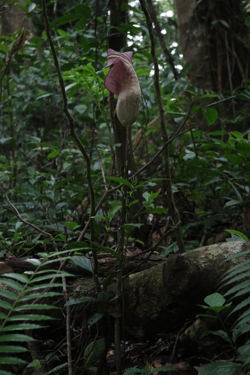 Amorphophallus longispathaceus photo 4