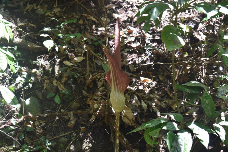 Amorphophallus longispathaceus photo 5