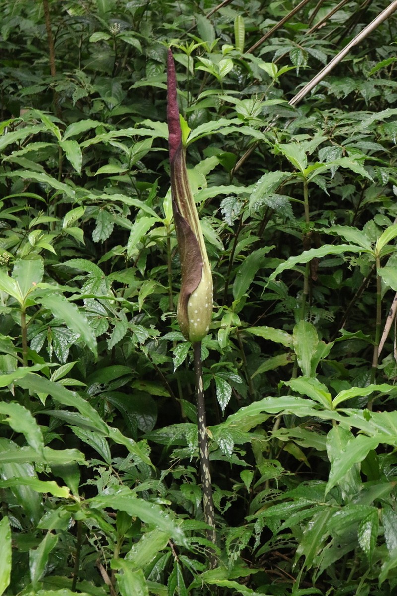 Amorphophallus longispathaceus photo 6