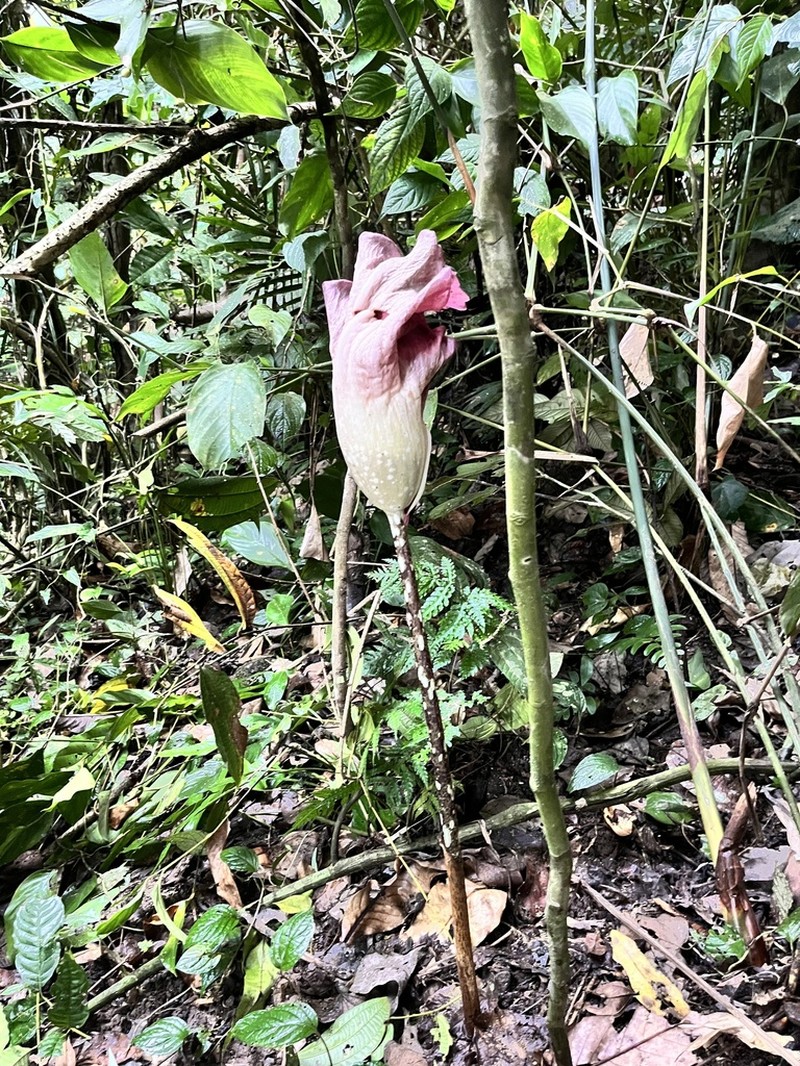 Amorphophallus longispathaceus photo 7