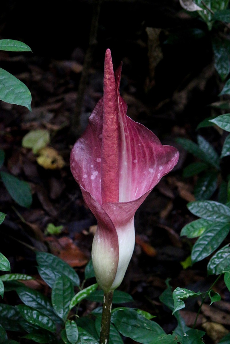 Amorphophallus longispathaceus photo 8