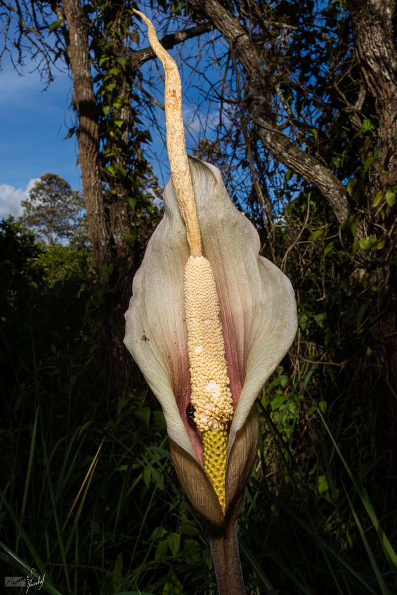 Amorphophallus macrorhizus photo 2
