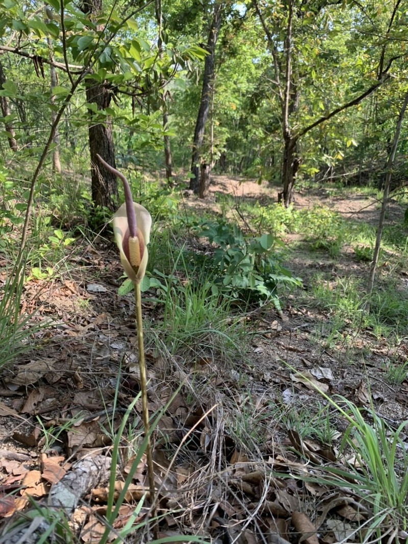 Amorphophallus macrorhizus photo 4