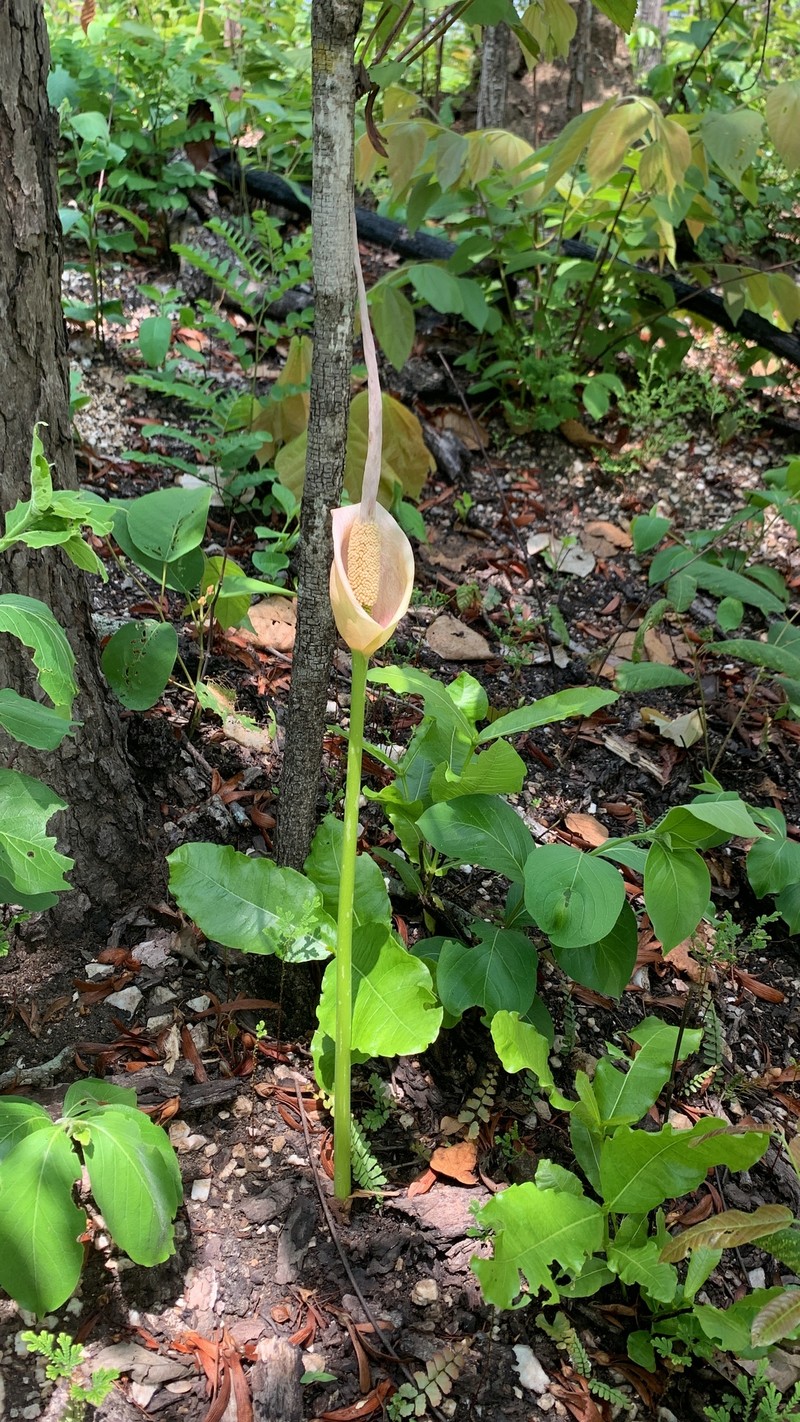 Amorphophallus macrorhizus photo 5
