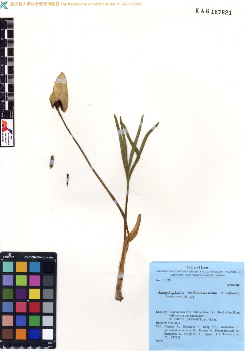 Amorphophallus malkmus-husseinii
