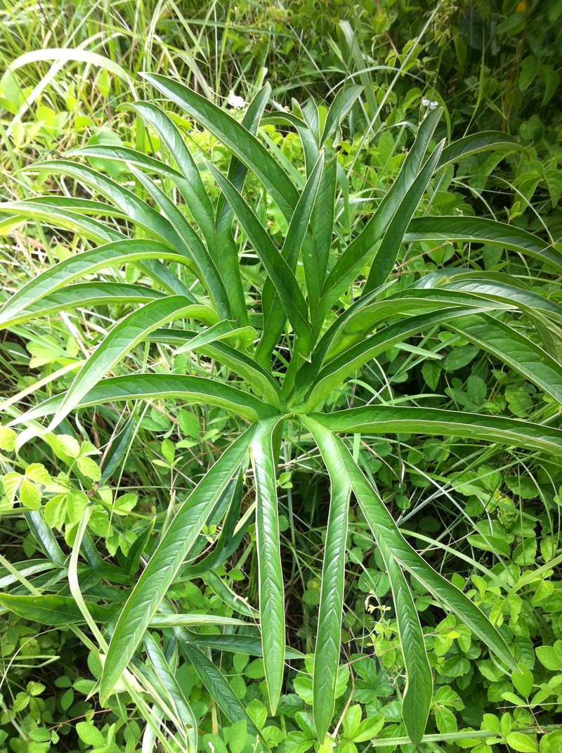 Amorphophallus margaritifer