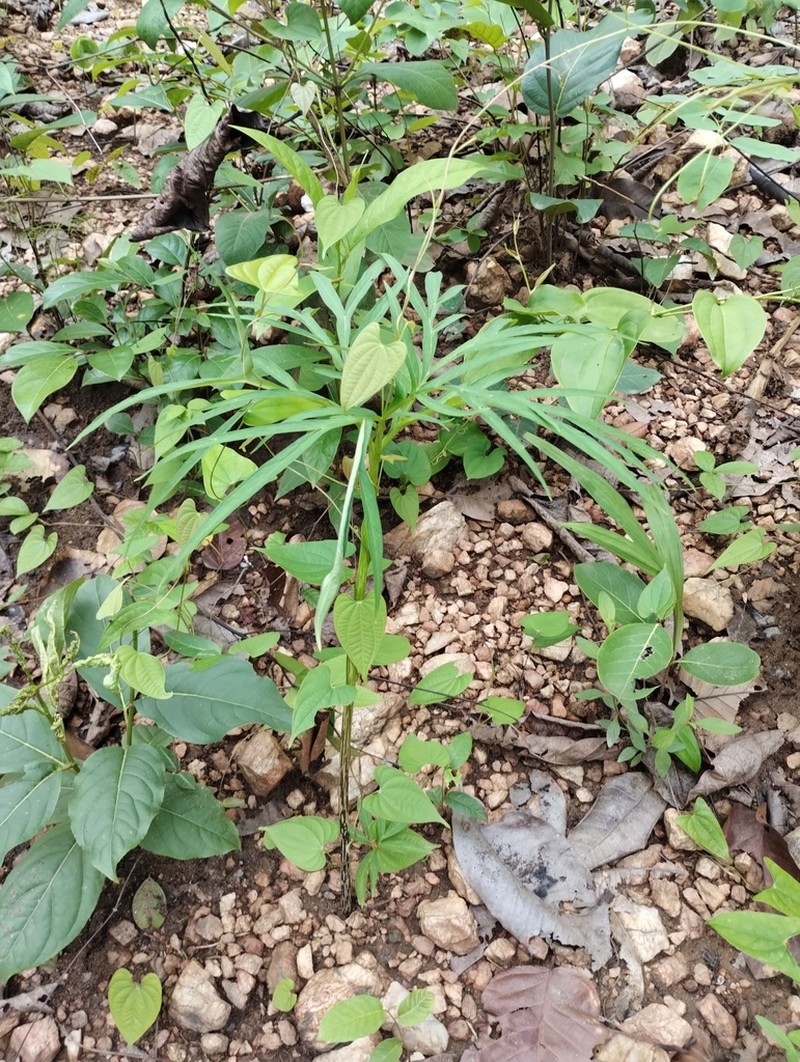 Amorphophallus margaritifer photo 2