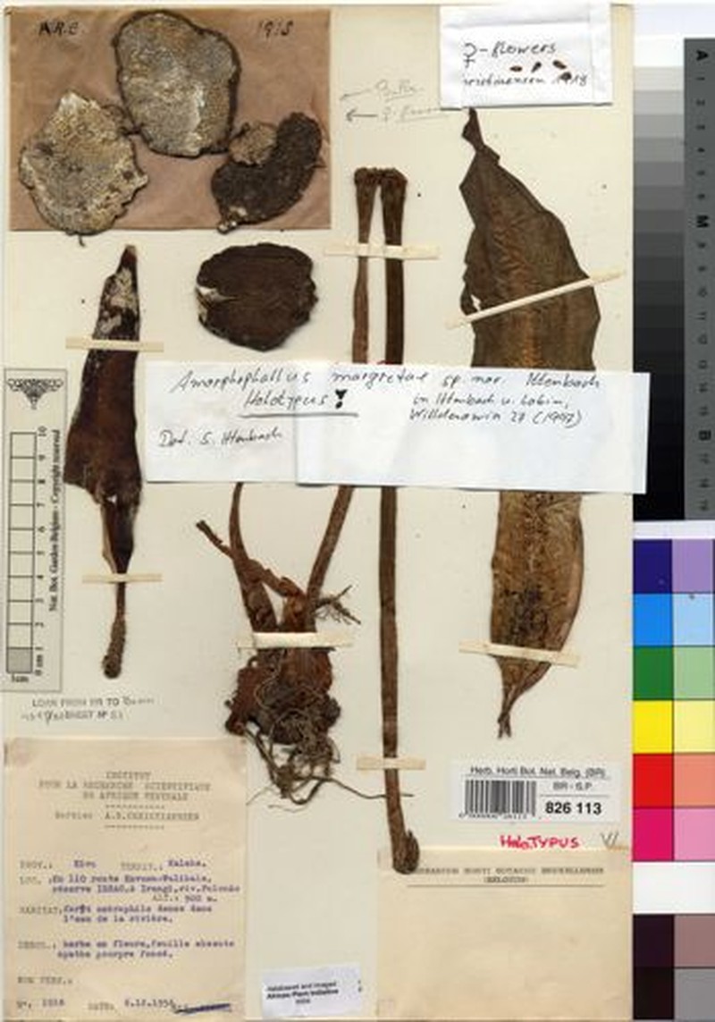 Amorphophallus margretae