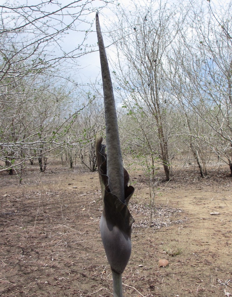 Amorphophallus maximus
