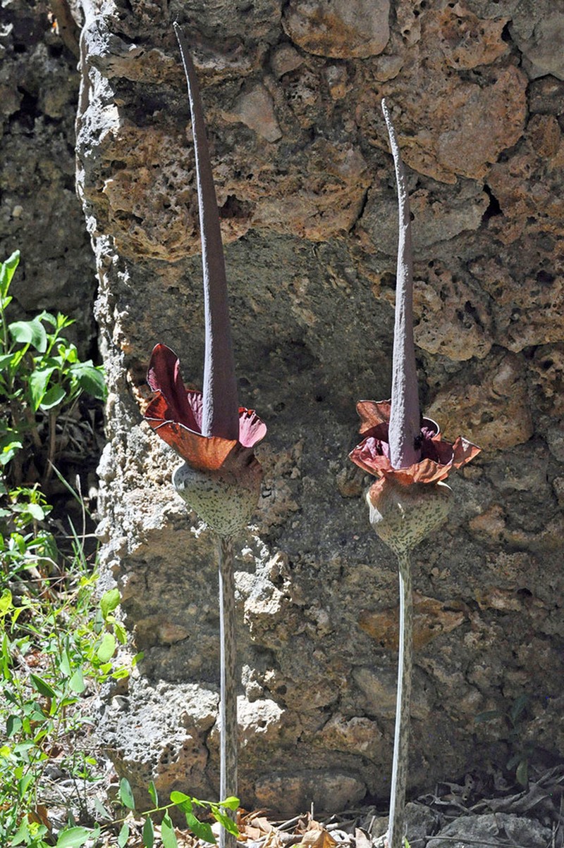 Amorphophallus maximus photo 2