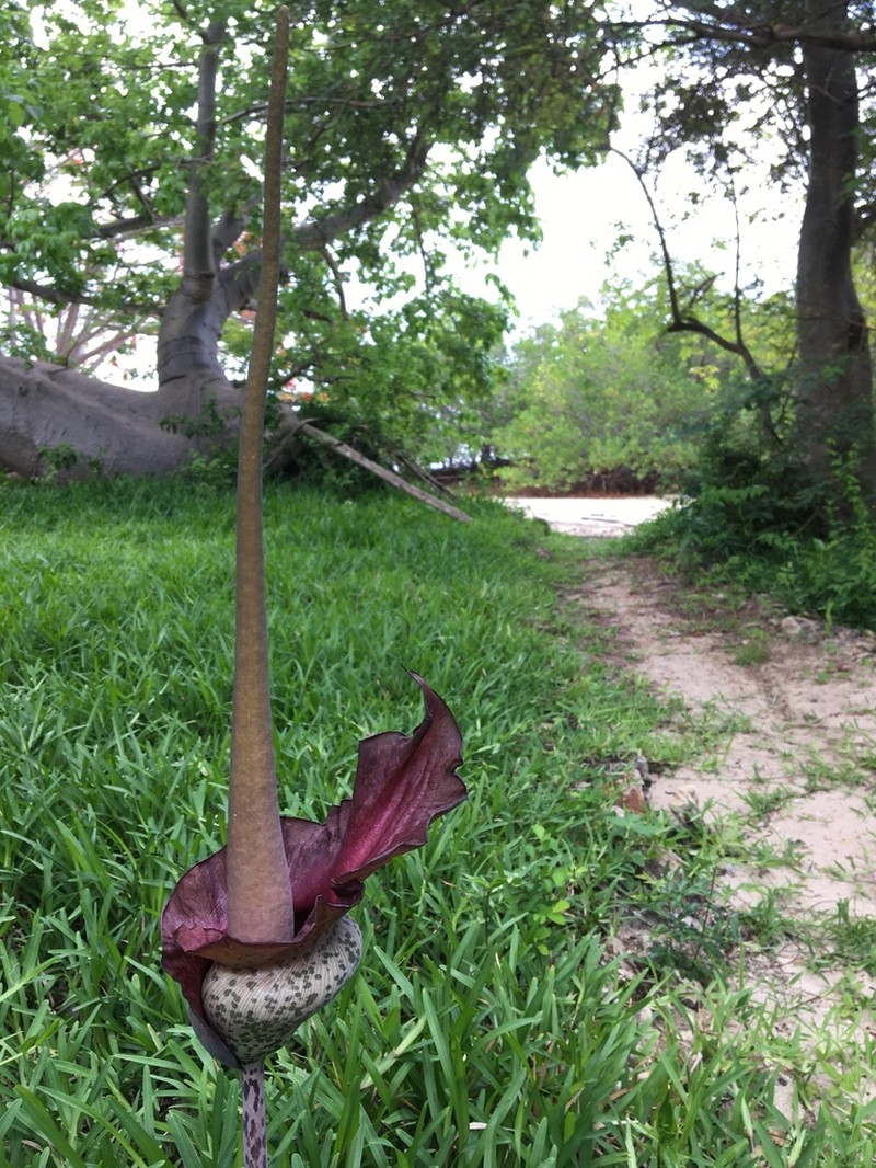 Amorphophallus maximus photo 3