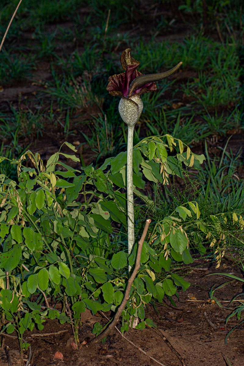 Amorphophallus maximus photo 4