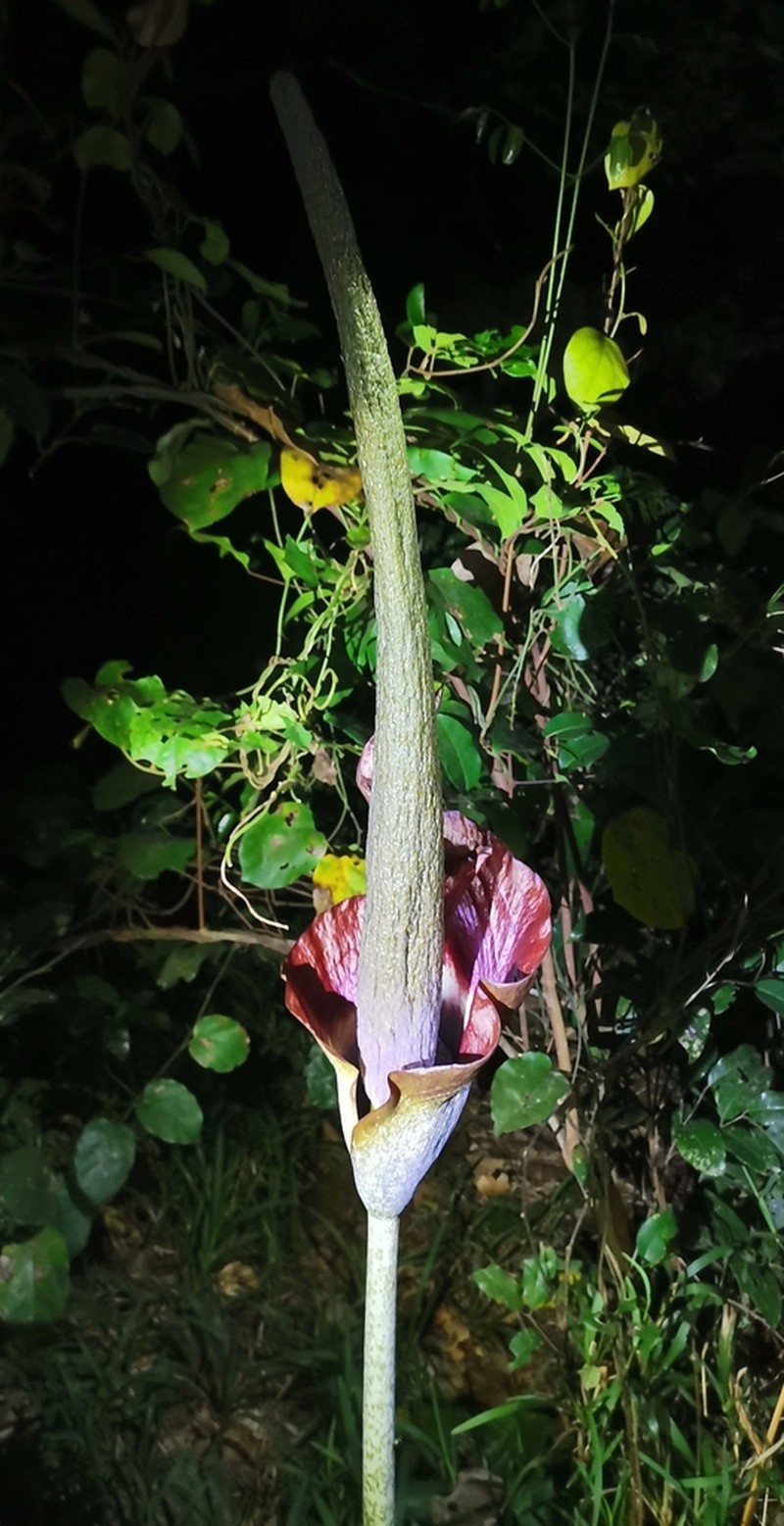 Amorphophallus maximus photo 5