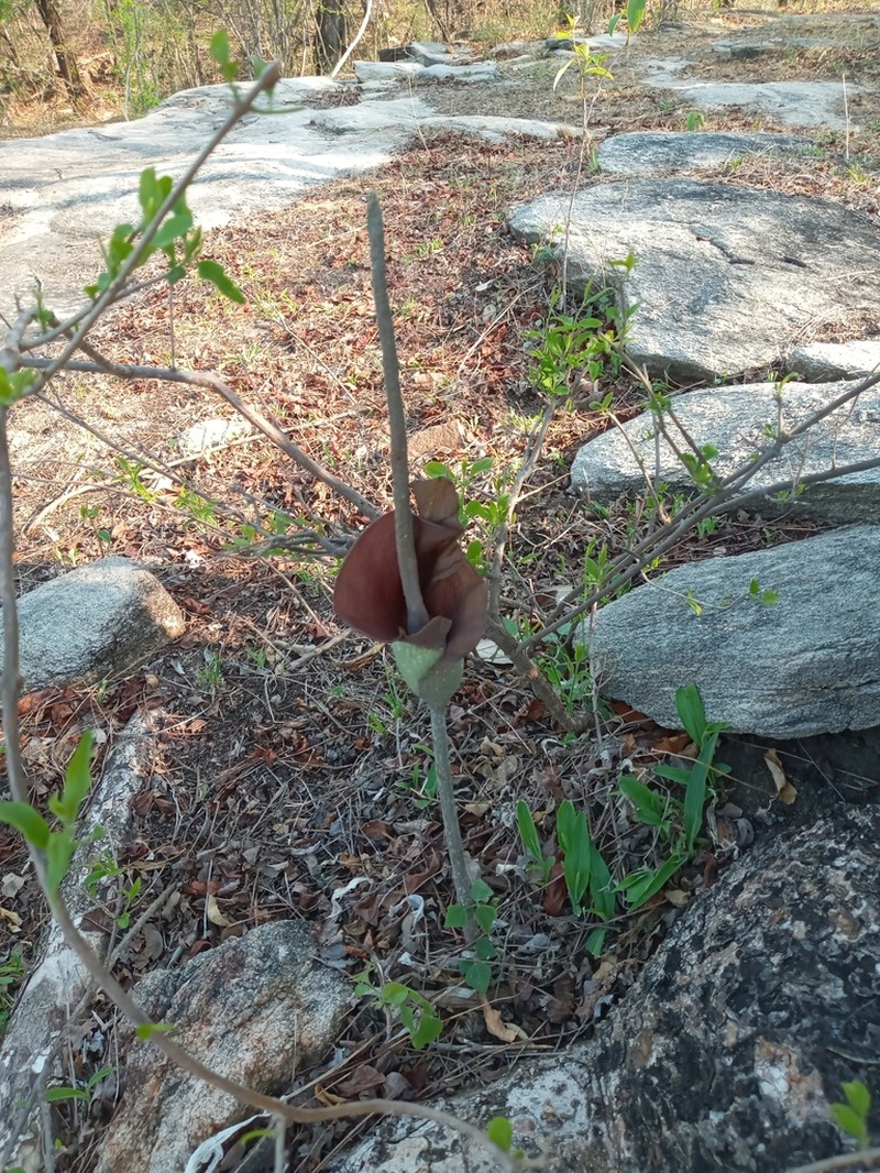 Amorphophallus maximus photo 6