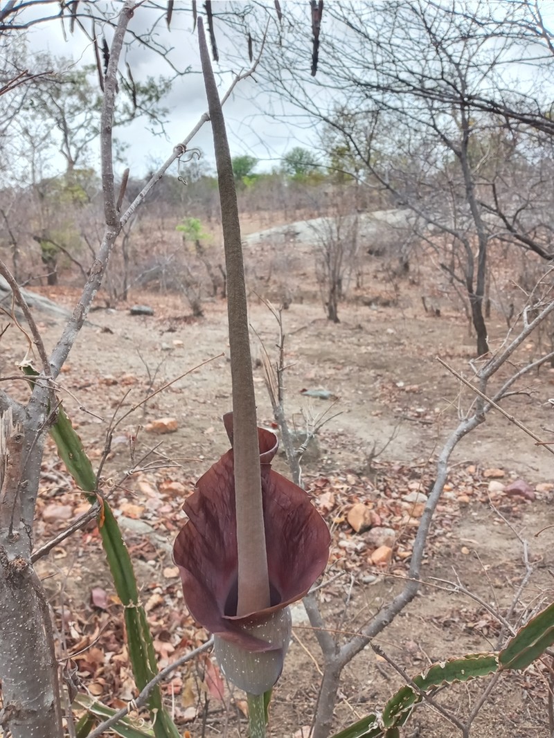 Amorphophallus maximus photo 7