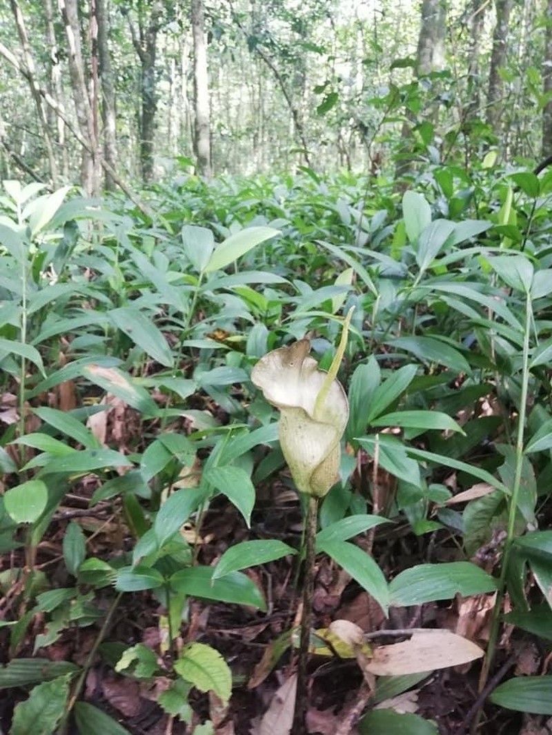 Amorphophallus mayoi photo 2