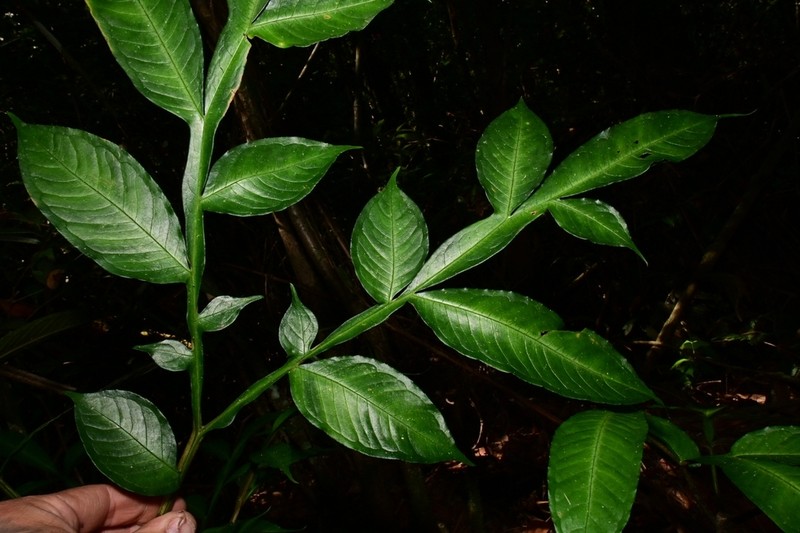 Amorphophallus minimus