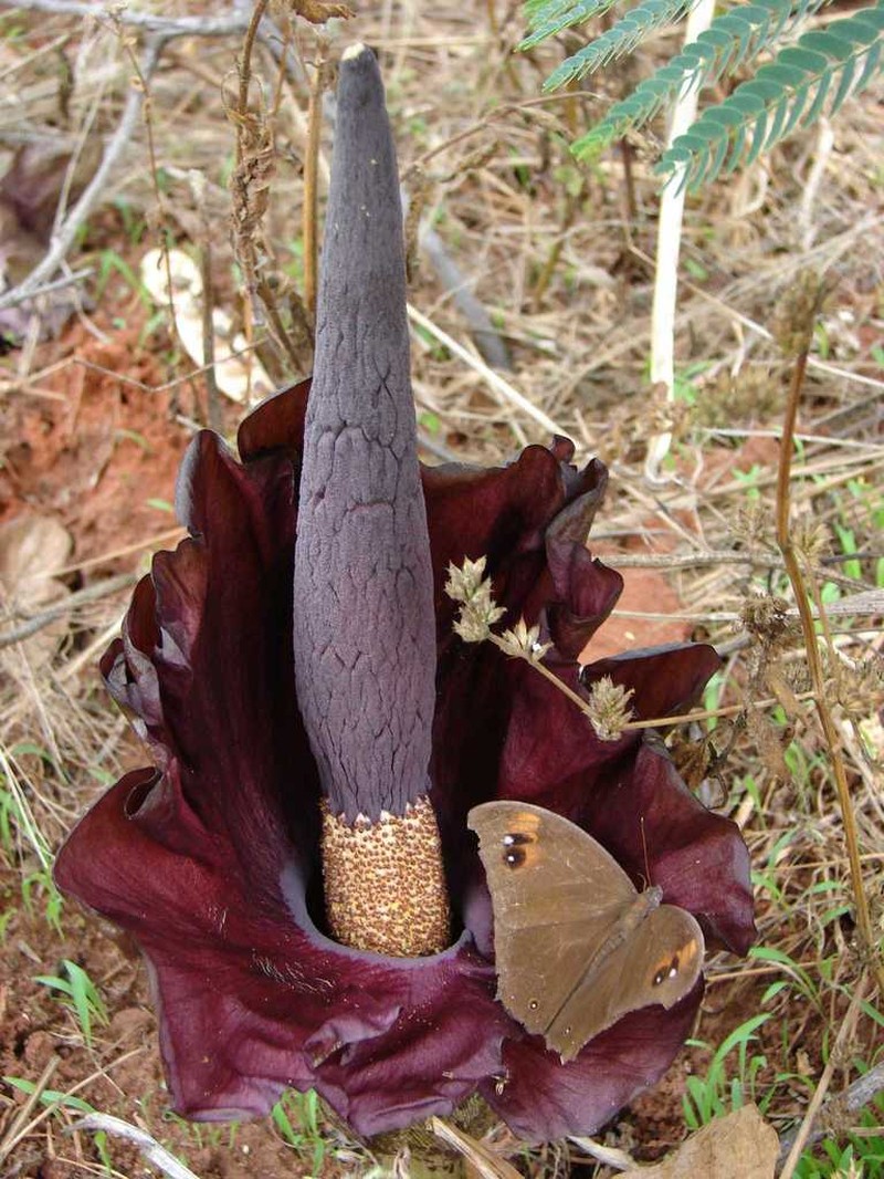 Amorphophallus mossambicensis
