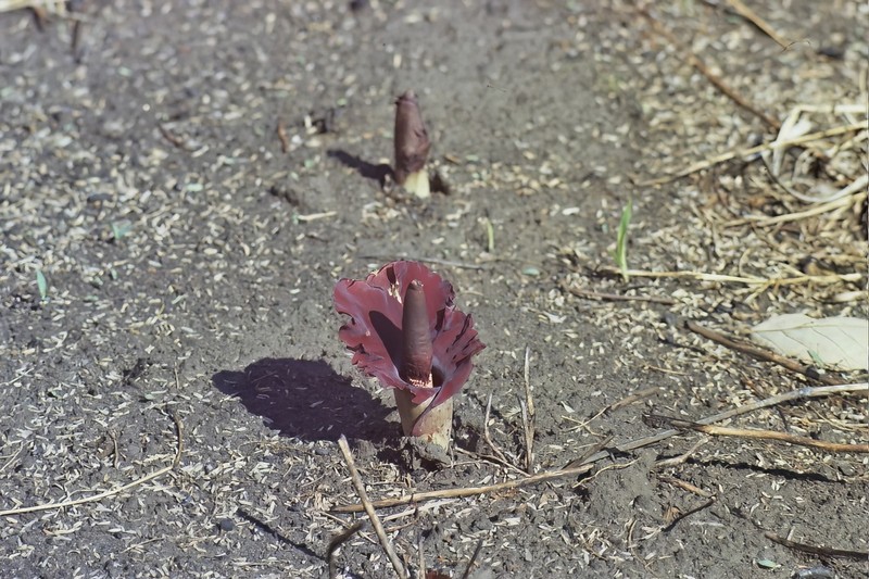 Amorphophallus mossambicensis photo 2