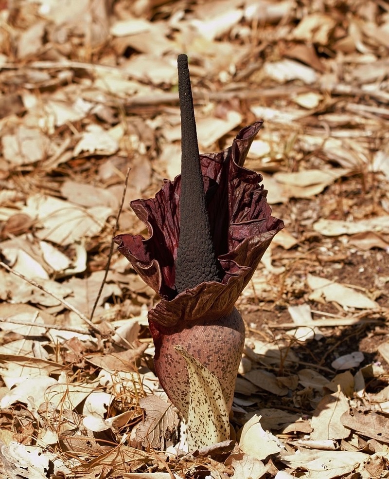 Amorphophallus mossambicensis photo 3