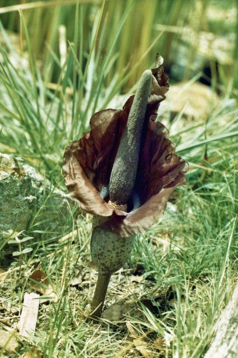 Amorphophallus mossambicensis photo 4