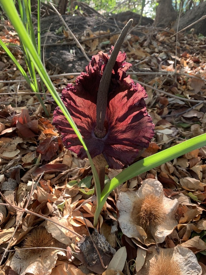 Amorphophallus mossambicensis photo 5