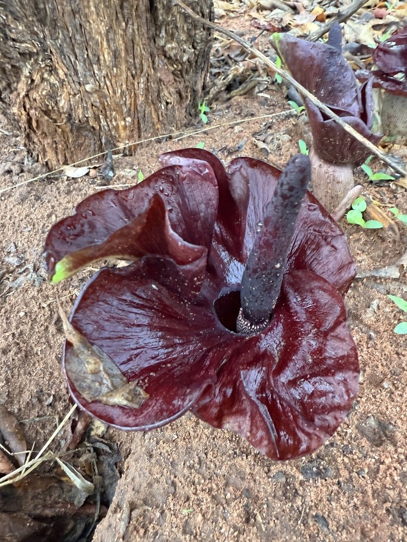 Amorphophallus mossambicensis photo 6