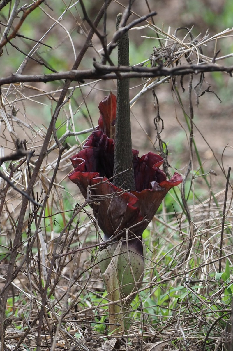 Amorphophallus mossambicensis photo 7