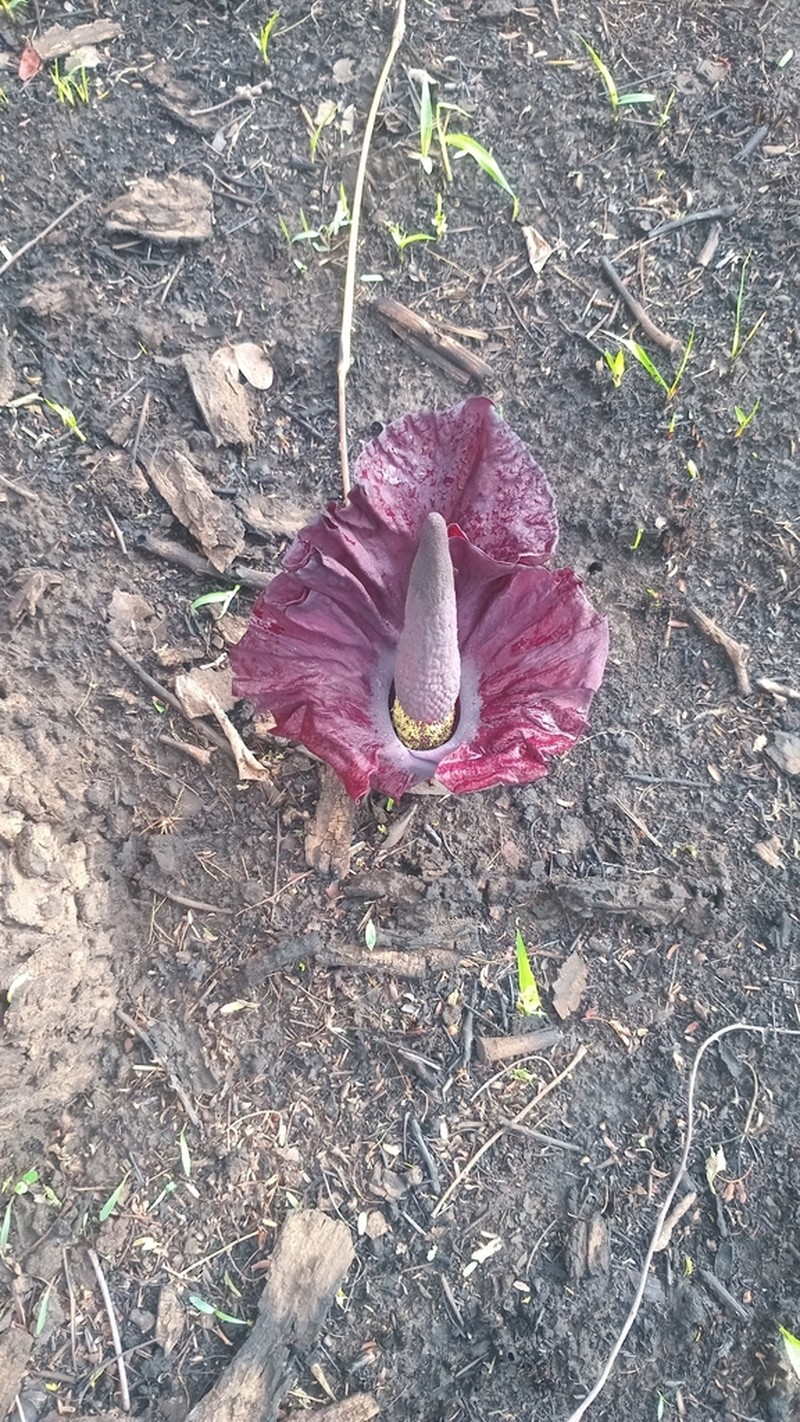 Amorphophallus mossambicensis photo 8