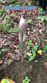 Amorphophallus muelleri