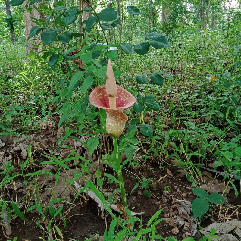 Amorphophallus muelleri photo 2