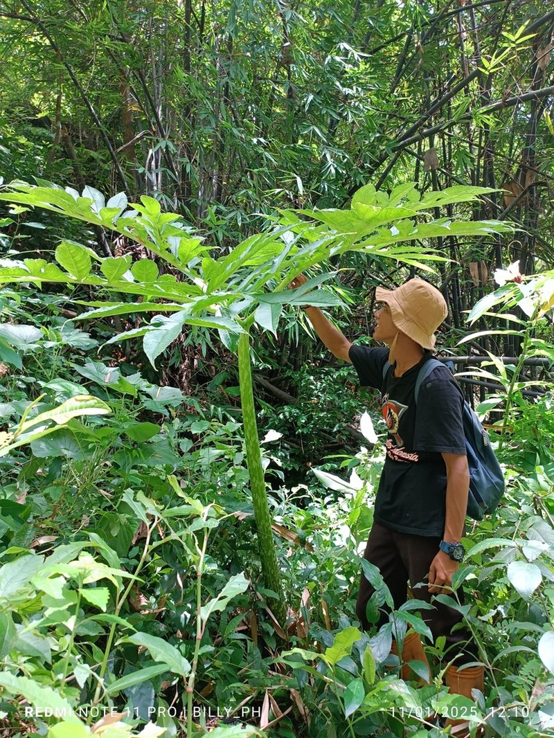 Amorphophallus muelleri photo 3