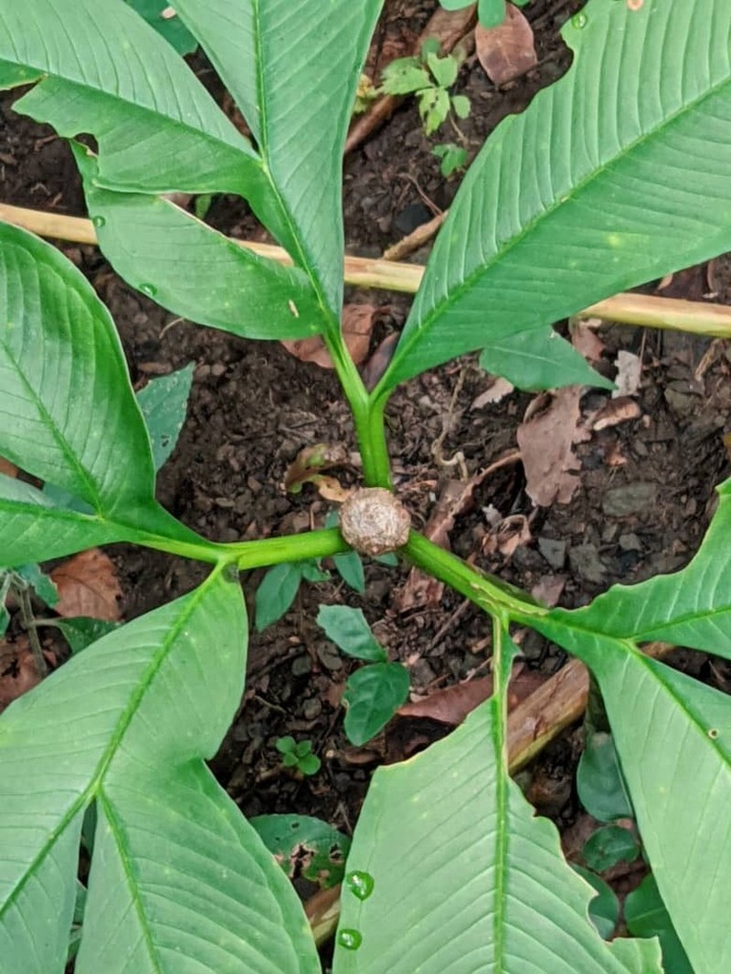 Amorphophallus muelleri photo 4