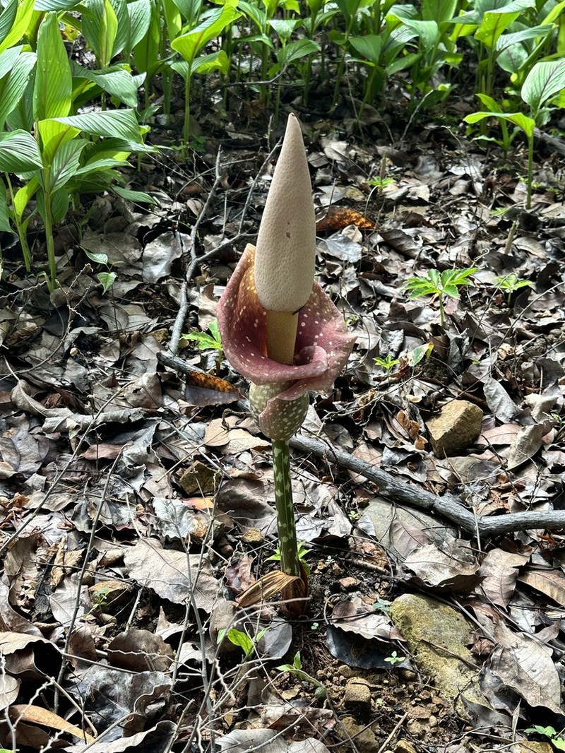 Amorphophallus muelleri photo 5